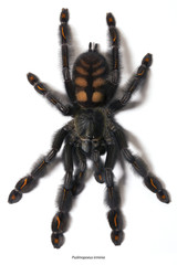 Psalmopoeus irminia