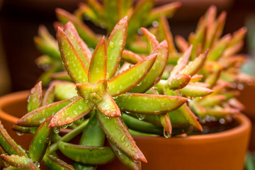 Firestorm Succulent