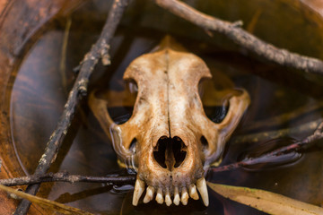 The skull of a dog inside a jar with rainwater. Rio Claro, São Paulo, Brazil, October, 2018.