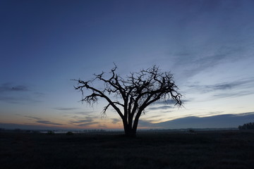 tree, solo