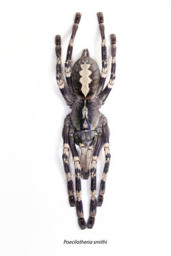 Poecilotheria smithi