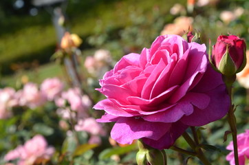 薔薇のある風景