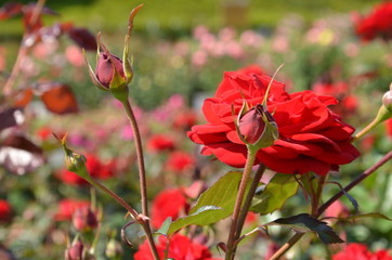 Obraz premium 赤い薔薇