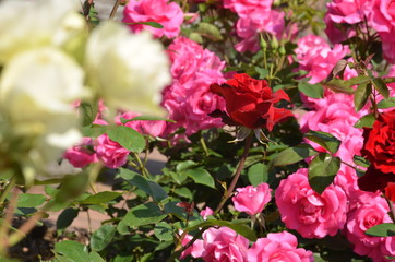 薔薇のある風景