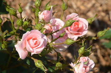 薔薇のある風景