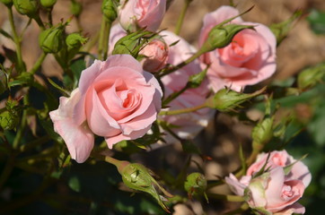 Obraz premium 薔薇のある風景