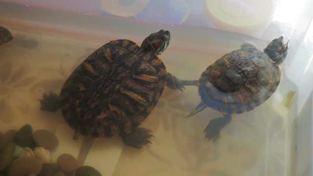 turtles swim in the aquarium