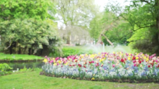 Blurry background plate of city park with flower bed of tulips and fountain