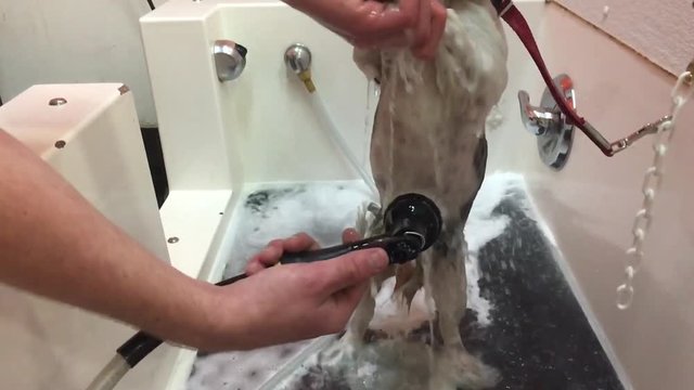Small dog is washed in bath at grooming salon in slow motion with handler holding animal up on hind legs while spraying belly.