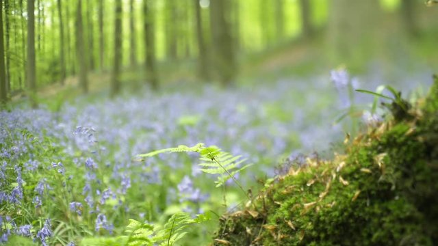 Blooming bluebells in Halle Forest. Macro shot moss and blue flower at blurred background. Hallerbos, Belgium