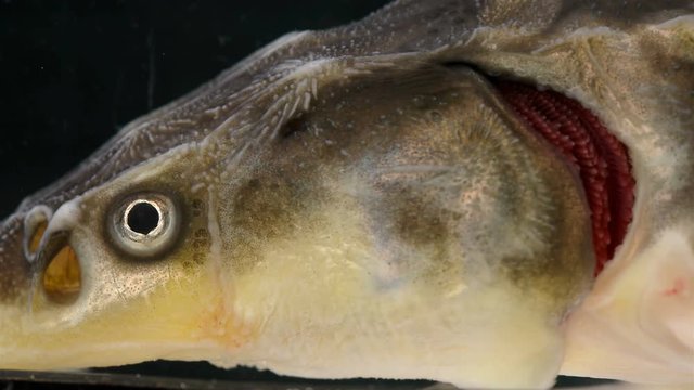 fish head, sturgeon family, close-up