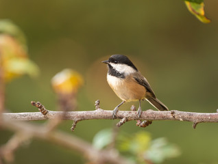Obraz premium Black-capped Chickadee (Poecile atricapillus) perched on a branch, with a green background