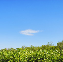 葉　空　雲　素材