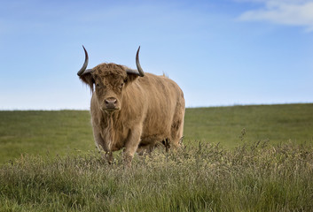 A large bull watching intently