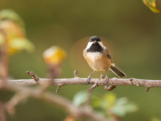 Obraz premium Black-capped Chickadee (Poecile atricapillus) perched on a branch, with a green background