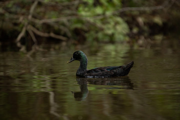Cayuga Swimming Through the Lake on a Warm Autumn Day