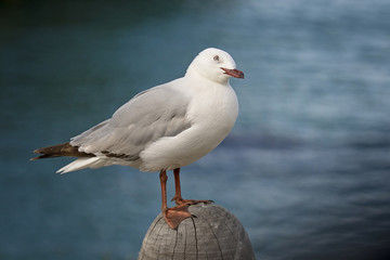 Peaceful gull resting on the shore