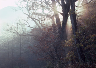 Neblina en arboles