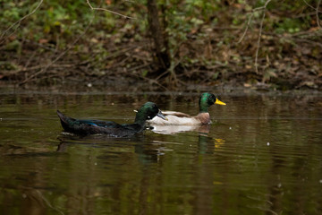 Mallards Swimming on the Lake on a Warm Autumn Day