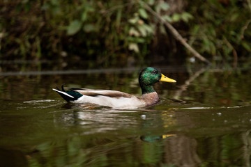 Mallard Swimming Through a Lake on a Warm Autumn Day