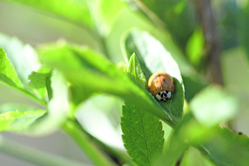 Ladybug on green leaf - isolated