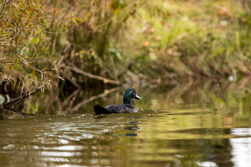 Cayuga Swimming Through the Lake on a Warm Autumn Day