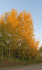 Fototapeta premium Po drodze