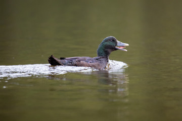 Cayuga Swimming Through a Lake on a Warm Autumn Day
