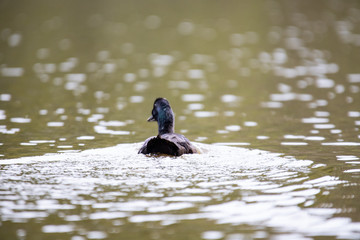 Cayuga Swimming Through a Lake on a Warm Autumn Day