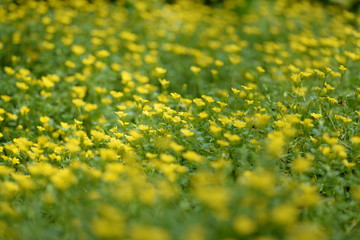 Obraz premium Field of yellow flowers