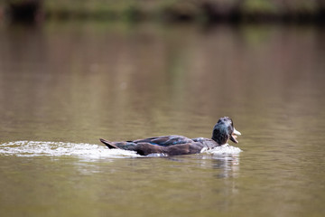 Cayuga Swimming Through a Lake on a Warm Autumn Day