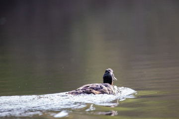 Cayuga Swimming Through a Lake on a Warm Autumn Day