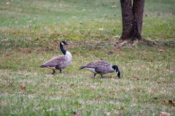 Geese Feeding in the Autumn Grass