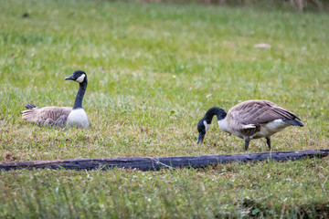 Geese Feeding in the Autumn Grass