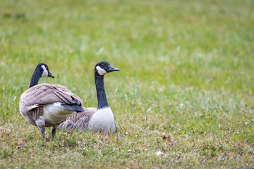 Geese Feeding in the Autumn Grass