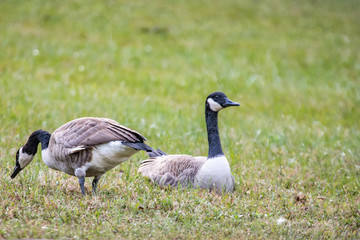 Geese Feeding in the Autumn Grass