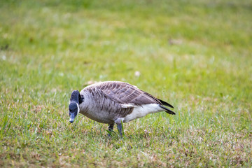 Geese Feeding in the Autumn Grass