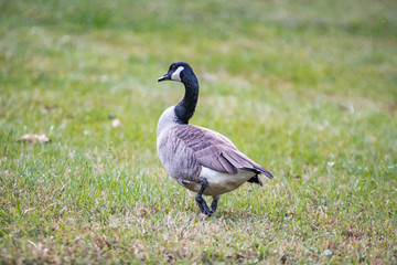 Geese Feeding in the Autumn Grass