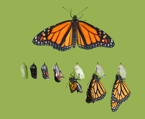 Exit from the cocoon. Monarch butterfly (Danaus plexippus) cycle. Isolated on green background