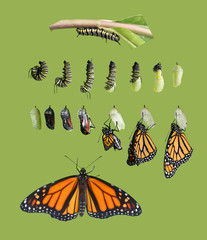 From caterpillar to butterfly. Monarch butterfly cycle. Isolated on green background