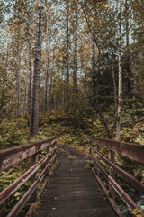 Wooden Bridge in Alaskan Hiking Trail