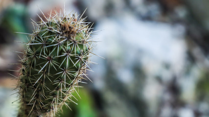close up of a spiny cactus