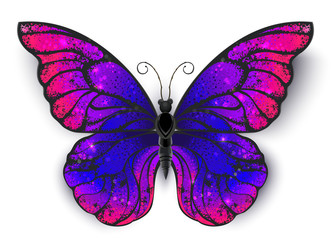Tricolored butterfly
