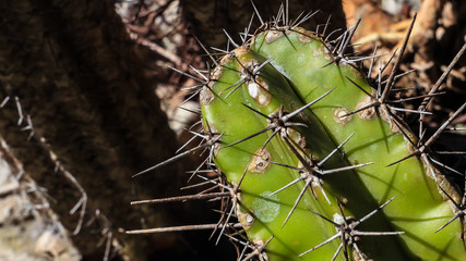 close up of a spiny cactus