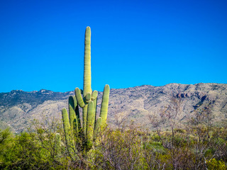 A long slender Saguaro Cactus in Saguaro National Park, Arizona