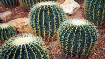Golden barrel cactus or Echinocactus grusonii in the botanic garden. Close up of a round green...
