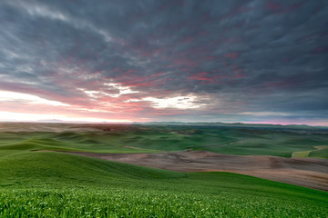 Rolling hills of wheat at sunset in the pacific northwest