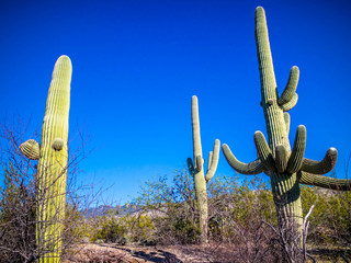 A long slender Saguaro Cactus in Saguaro National Park, Arizona