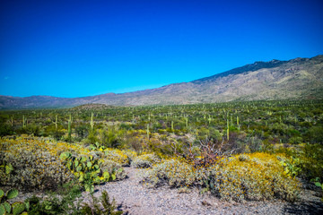 Fototapeta na wymiar A silhouette view of Rincon Mountains in Saguaro National Park, Arizona