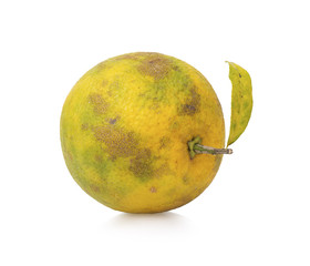 Orange fruits, orange withered on white background